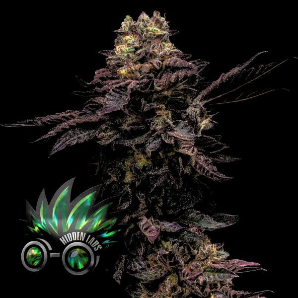 Hidden Labs Tropical Runtz F4 Auto