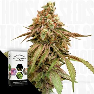 Tropical Tangie Dutch Passion