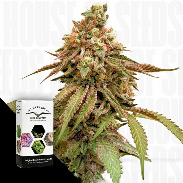 Dutch Passion Tropical Tangie