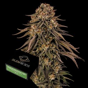Tropical Velvet Fast Cbd Silent Seeds