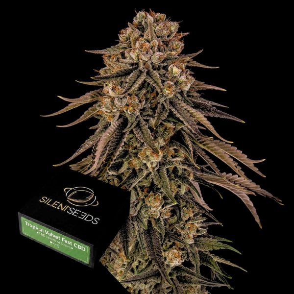 Silent Seeds Tropical Velvet Fast CBD