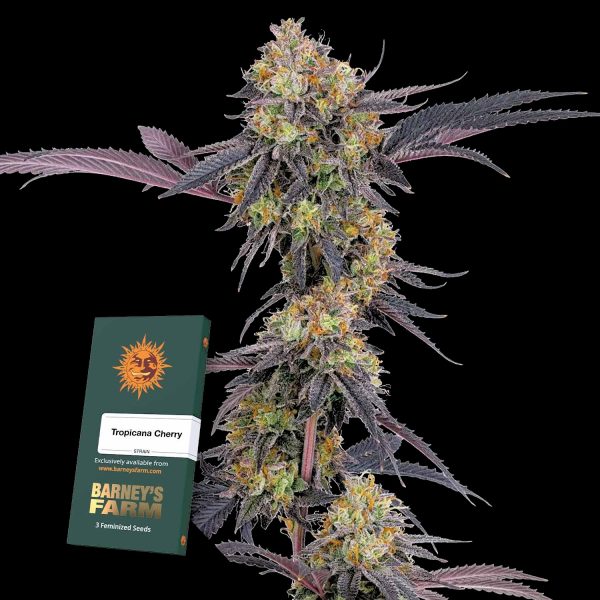 Barneys Farm Tropicana Cherry
