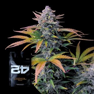 Tropicana Cookies Auto 420 Fast Buds