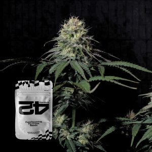 Tropicana Cookies Ff 420 Fast Buds
