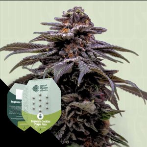 Tropicana Cookies Purple Auto Royal Queen Seeds