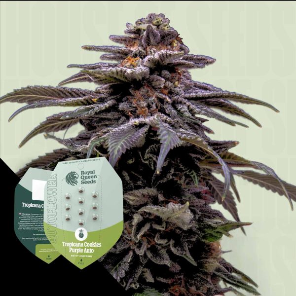 Royal Queen Seeds Tropicana Cookies Purple Auto