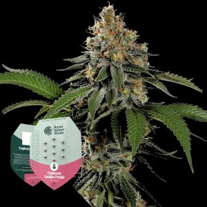 Royal Queen Seeds Tropicana Cookies Purple