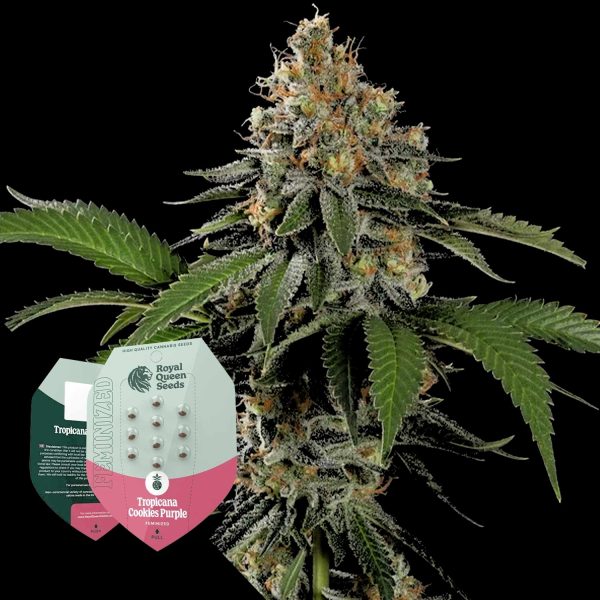 Royal Queen Seeds Tropicana Cookies Purple