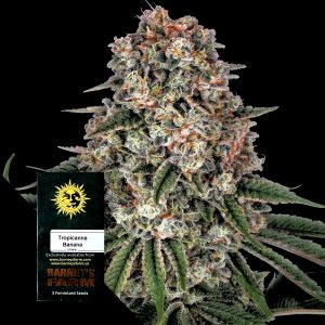 Tropicanna Banana Barneys Farm