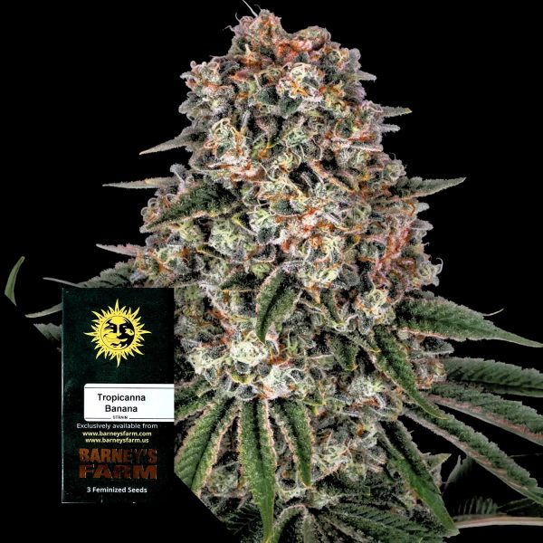 Barneys Farm Tropicanna Banana
