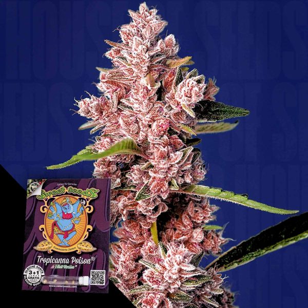 Sweet Seeds Tropicanna Poison F1