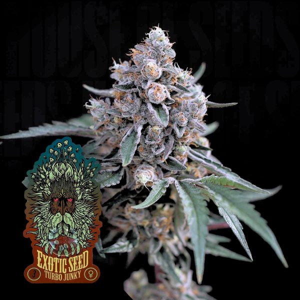 Exotic Seeds Turbo Junky