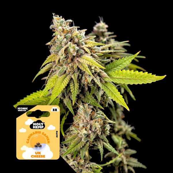 Holy Hemp UK Cheese