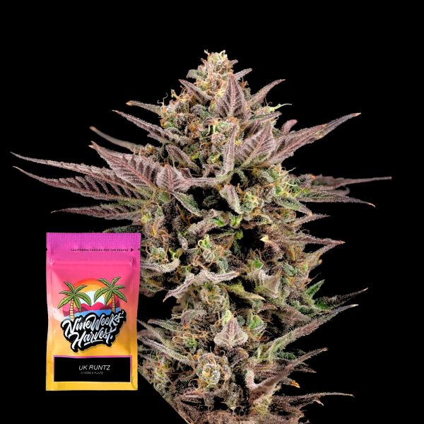 Nine Weeks Harvest UK Runtz