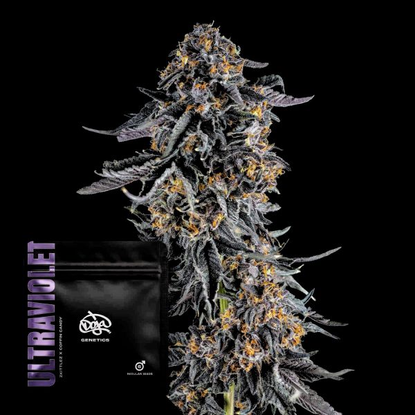Doja Ultraviolet