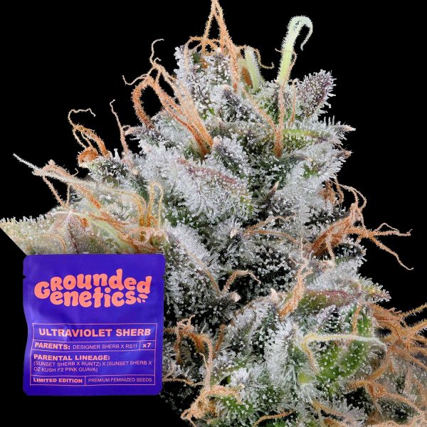 Grounded Genetics Ultraviolet Sherb
