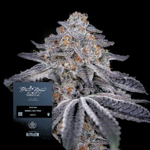 Velvet Moon Green House Seeds