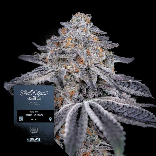 Green House Seeds Velvet Moon