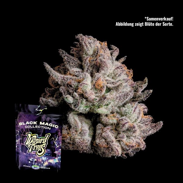 Wizard Trees Voodoo
