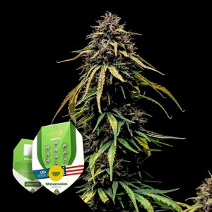 Watermelon Royal Queen Seeds