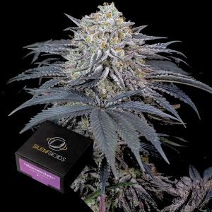 Watermelon Runtz Silent Seeds