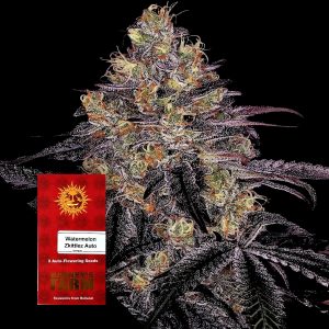 Watermelon Zkittlez Auto Barneys Farm