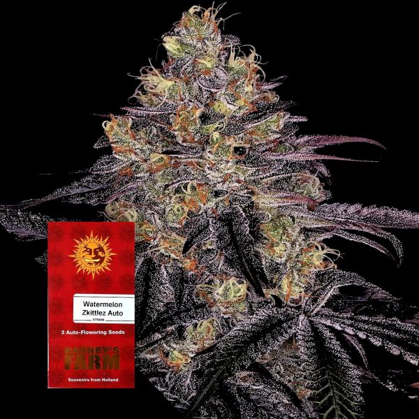 Barneys Farm Watermelon Zkittlez Auto