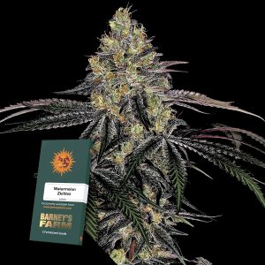 Watermelon Zkittlez Barneys Farm