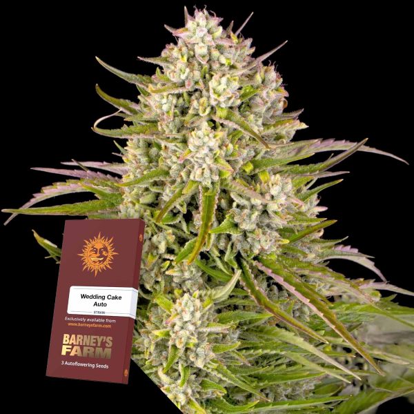 Barneys Farm Wedding Cake Auto