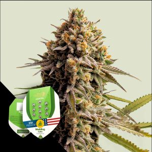 Wedding Cake Auto Royal Queen Seeds