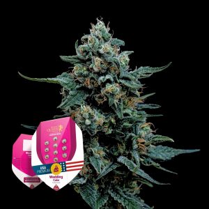 Wedding Cake Royal Queen Seeds