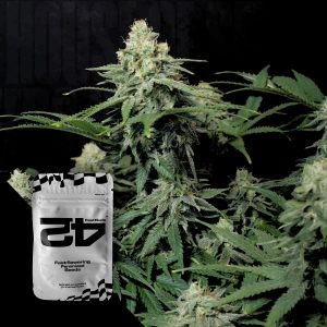 Wedding Cheesecake Ff 420 Fast Buds
