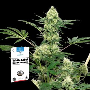 Wedding Cheesecake Sensi Seeds