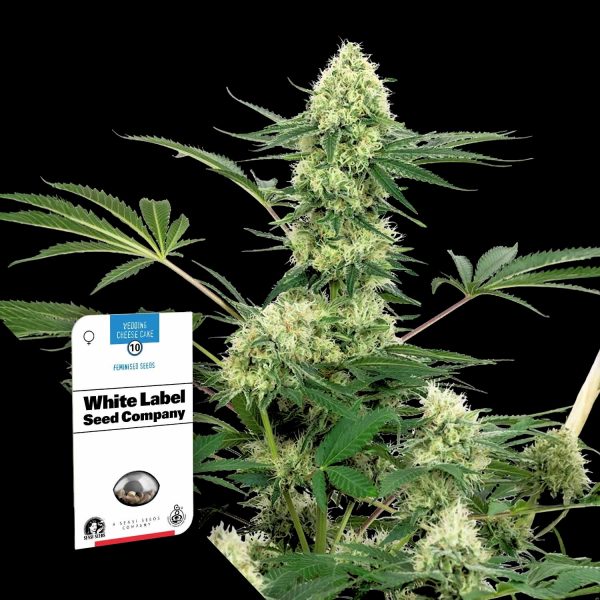 Sensi Seeds Wedding Cheesecake