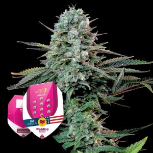 Wedding Crasher Royal Queen Seeds