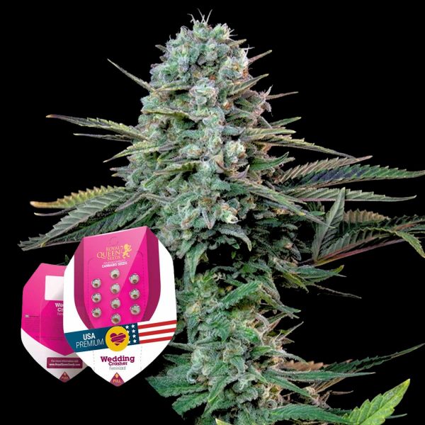 Royal Queen Seeds Wedding Crasher