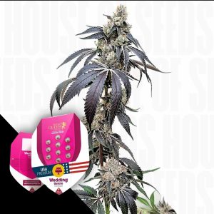 Wedding Gelato Royal Queen Seeds