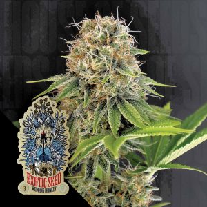 Exotic Seeds Wedding Monkey
