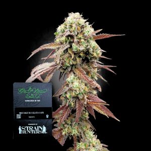 West Coast Og X Gelato 41 Auto Green House Seeds