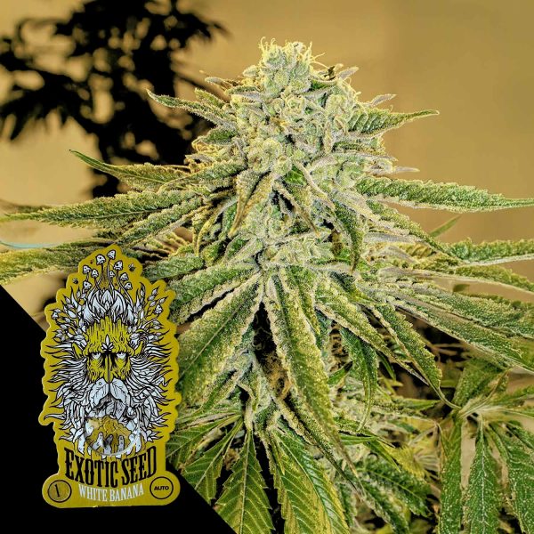 Exotic Seeds White Banana Auto