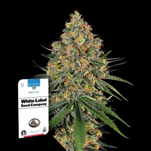 White Cheese Sensi Seeds