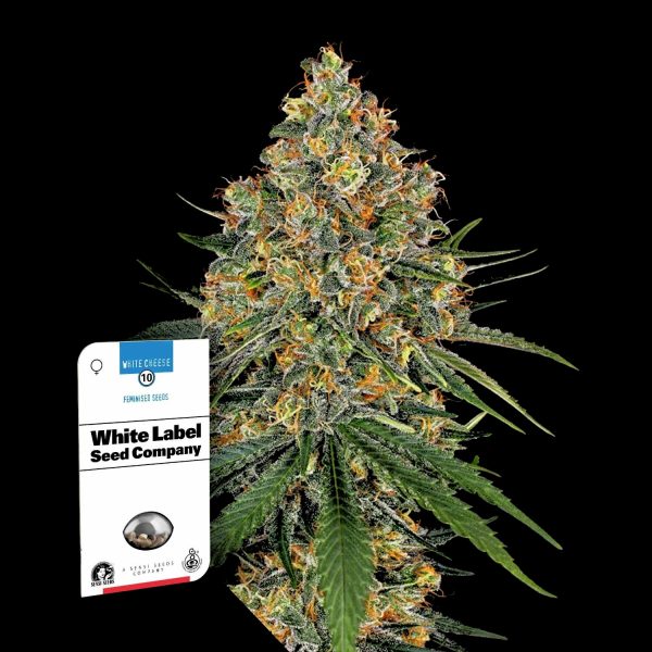 Sensi Seeds White Cheese