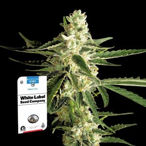 White Diesel Haze Auto Sensi Seeds