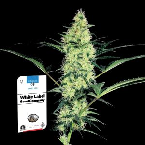 White Diesel Sensi Seeds