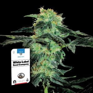 White Ice Sensi Seeds