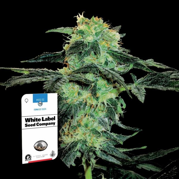 Sensi Seeds White Ice