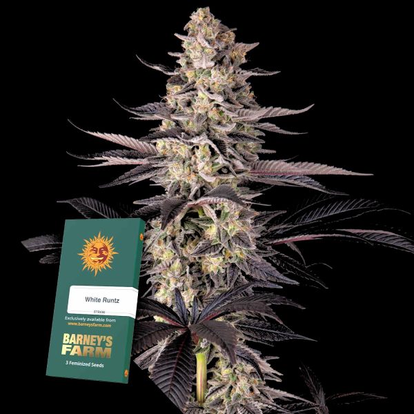 Barneys Farm White Runtz