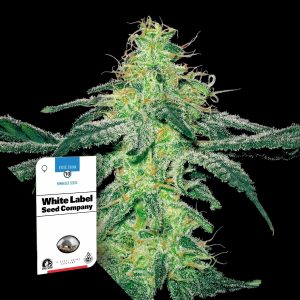 White Skunk Sensi Seeds