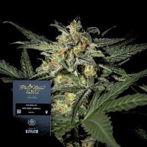 White Widow Auto Green House Seeds