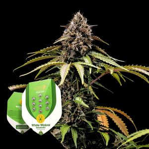 White Widow Autom Royal Queen Seeds